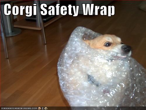 Corgi Safety Wrap