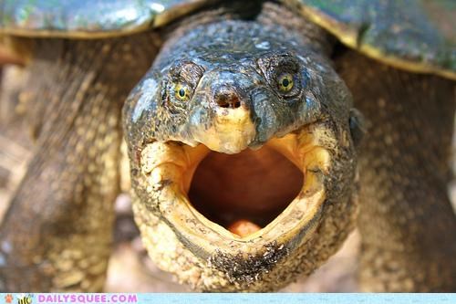 Acting Like Animals: CANNOT UNSEA TURTLE.