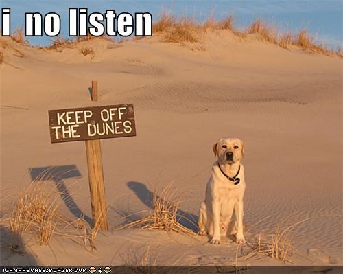 Rebel Dog Is Rebellious