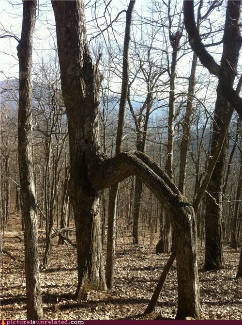 Creepy Tree Root will take your soul