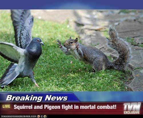 Breaking News -  Squirrel and Pigeon fight in mortal combat!