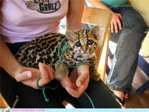 Squee Spree: Ocelost in Your Eyes
