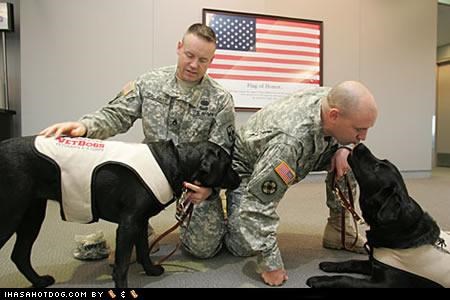 Goggie ob teh Week - Therapy Dogs: Veteran's Benefits