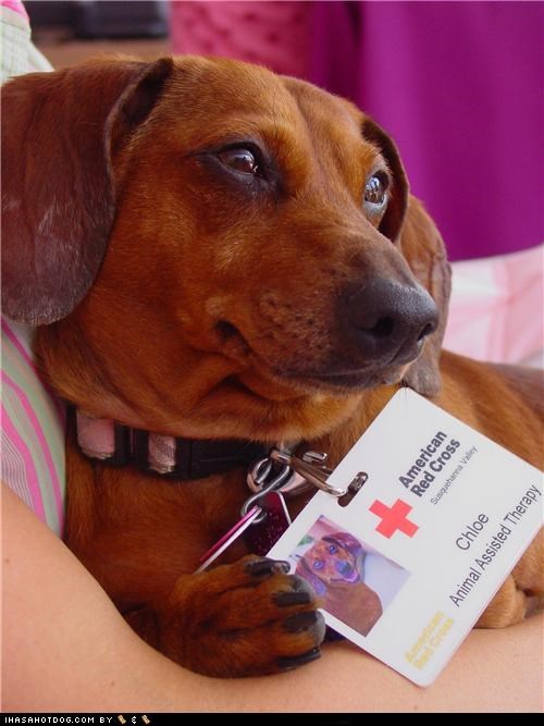 Goggie ob teh Week - Therapy Dogs: Friend to Many