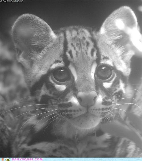 Squee Spree: Film Noircelot