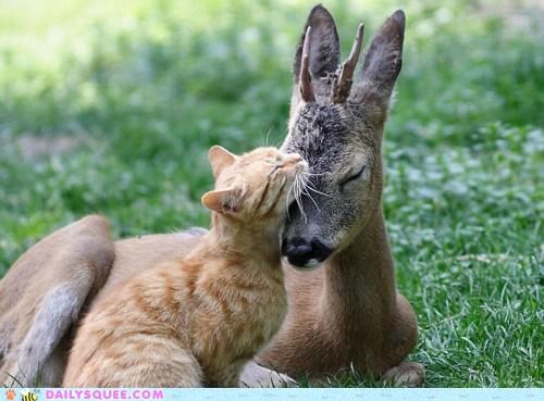 Interspecies Love: Fawning for Affection