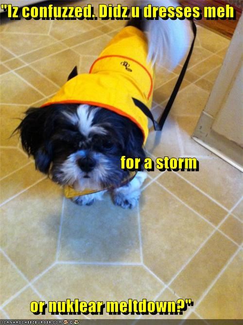 "Iz confuzzed. Didz u dresses meh for a storm or nuklear meltdown?"