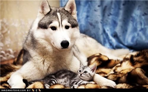Kittehs R Owr Friends: Ai Will Protekt U!