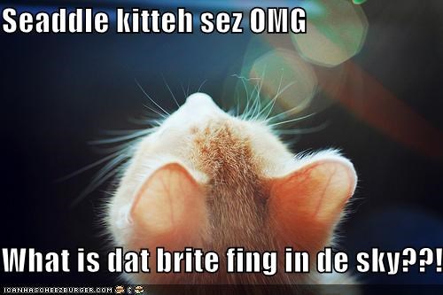 Seaddle kitteh sez OMG  What is dat brite fing in de sky??!!..