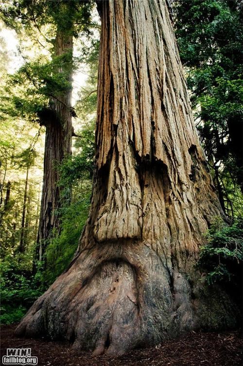 Deku Tree WIN