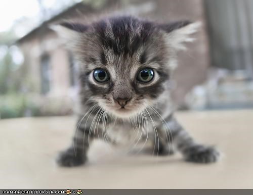 Cyoot Kitteh of teh Day: Kitteh's First Steps