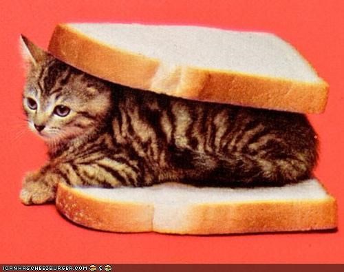 Cyoot Kitteh of teh Day: Iz in Ur Bred, Bein' a Sammich