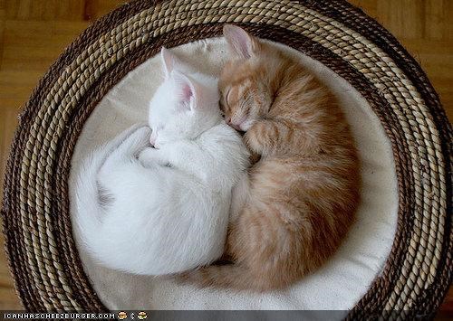 Cyoot Kittehs of teh Day: Little Spoon, Big Spoon
