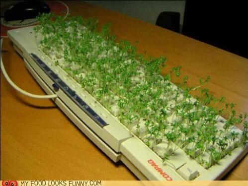 Detritus Salad
