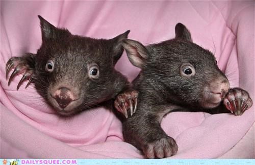 Wide-Eyed Wombats, Wombatman!