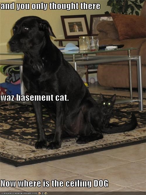 and you only thought there   waz basement cat. Now where is the ceiling DOG