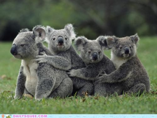 Acting Like Animals: Koala Conga
