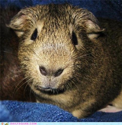 My guinea pig, Rascal