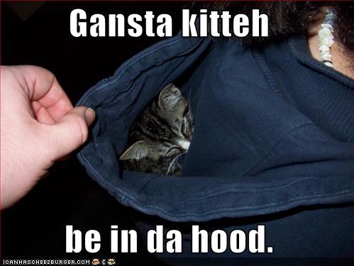 Gansta kitteh  be in da hood.
