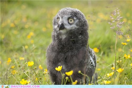 Squee Spree: Snowy Owls Vs. Barn Owls