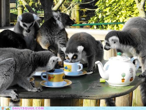 Acting Like Animals: Tea Time!