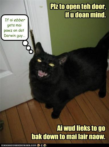 Basement Cat sez "Stoopy Ebalooshun!"