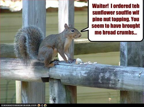 Waiter!  I ordered teh sunflower souffle wif pine nut topping. You seem to have brought me bread crumbs...