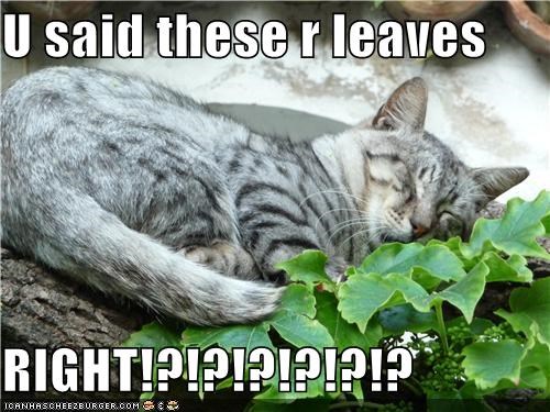 U said these r leaves  RIGHT!?!?!?!?!?!?