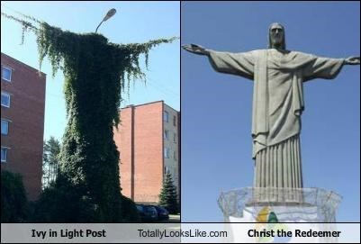 Ivy On Light Post Totally Looks Like Christ The Redeemer