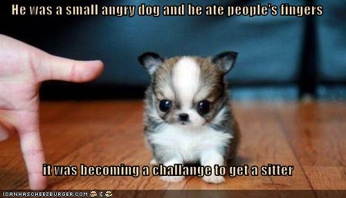 He was a small angry dog and he ate people's fingers  it was becoming a challange to get a sitter