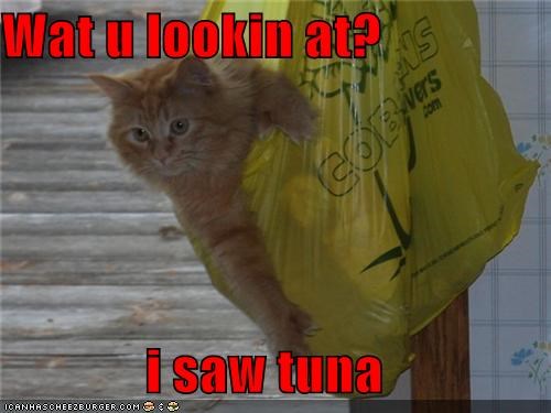 Wat u lookin at?  i saw tuna