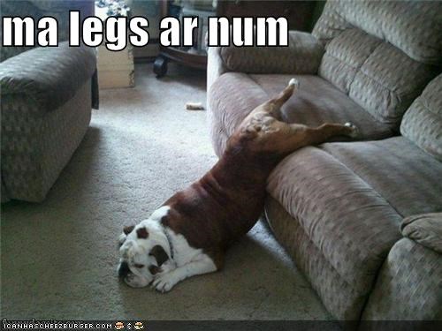 Dog, That Is the Worst Handstand I've Ever Seen!