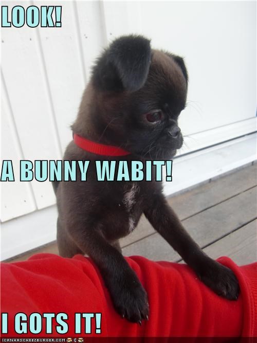 LOOK!  A BUNNY WABIT! I GOTS IT!