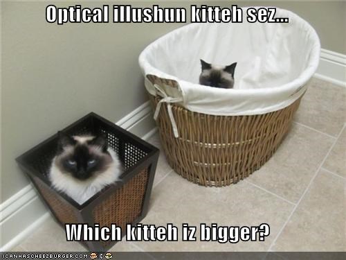 Optical illushun kitteh sez...