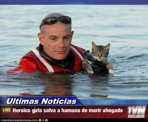 Ultimas Noticias - Heroico gato salva a humano de morir ahogado