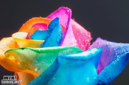 Technicolor Rose WIN
