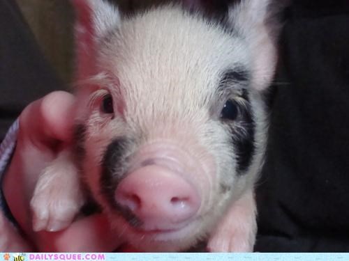 Oink.