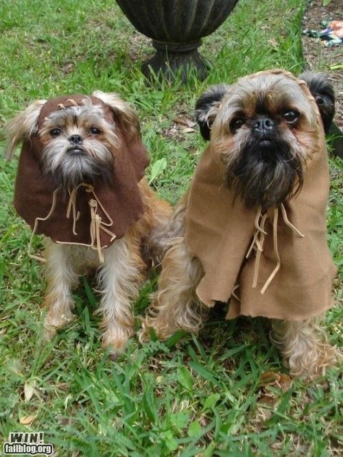 Dog Cosplay WIN