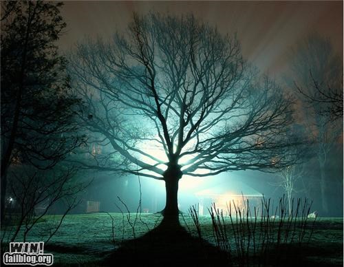 Spooky Tree WIN