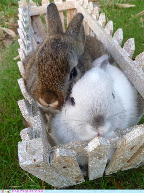 Squishy Bunny Squee