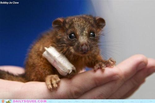 Whatsit Wednesday: Repairing the Ringtail
