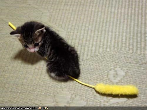 Cyoot Kitteh of teh Day: Witch Kitteh Needs a New Broom