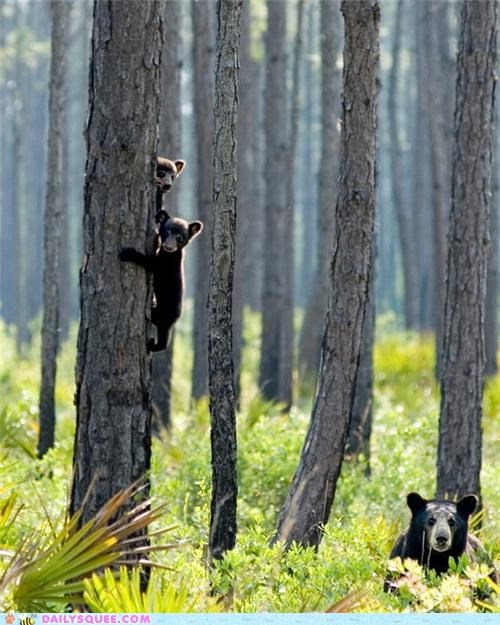 Time Out, Bear Style