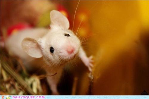 Fairwhisker Friend