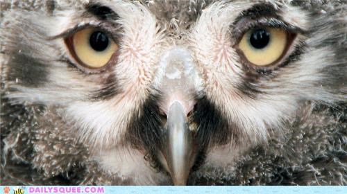 The Snowiest Gaze...