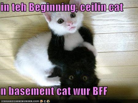 in teh Beginning, ceilin cat  n basement cat wur BFF