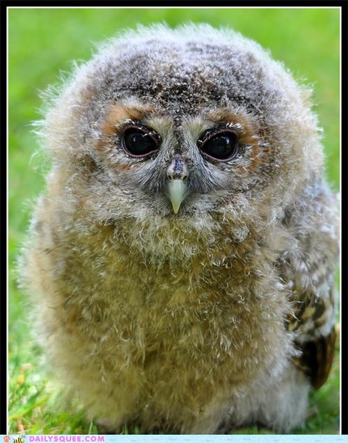 Squee Spree: H.R. Fluff 'n Stuff
