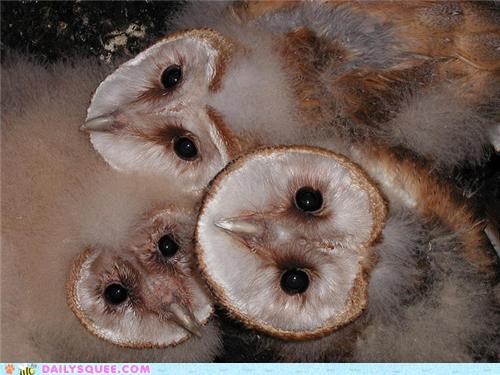 Squee Spree: The Barn Owl Variety Pack