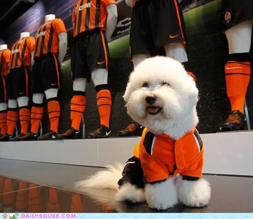 Acting Like Animals: I'm a Football Star!