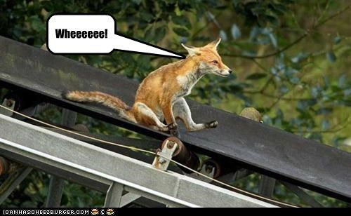 Foxes have fun
